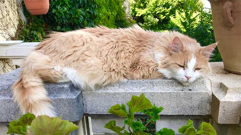 Animaux de compagnie